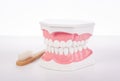 Healthy white human teeth anatomical model. Dentistry.