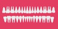 Healthy white human teeth in a row. Beautiful, even teeth with roots. Infographic elements for dentists and orthodontists. A flat-