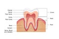 Healthy white tooth, gums and bone illustration, detailed anatomy. Tooth anatomy infographics. Realistic White Tooth Mockup. Royalty Free Stock Photo