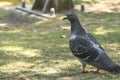 A healthy, wild, beautiful pigeon walking on the grassland, looking for something to eat Royalty Free Stock Photo