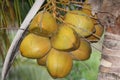 Healthy yield of a coconut tree in India. None of the tree products are wasted, everything come handy and uselful Royalty Free Stock Photo