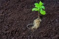 Healthy Young Basil Plant Ready for Transplanting into Soil Royalty Free Stock Photo