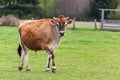 Healthy young Brown Swiss bull in a pasture Royalty Free Stock Photo