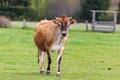 Healthy young Brown Swiss bull in a pasture Royalty Free Stock Photo