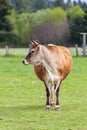 Healthy young Brown Swiss bull in a pasture Royalty Free Stock Photo