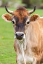 Healthy young Brown Swiss bull in a pasture Royalty Free Stock Photo