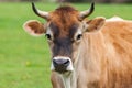 Healthy young Brown Swiss bull in a pasture Royalty Free Stock Photo