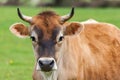 Healthy young Brown Swiss bull in a pasture Royalty Free Stock Photo