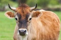 Healthy young Brown Swiss bull in a pasture Royalty Free Stock Photo