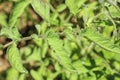 Healthy, young leaves of an immature tomato plant Royalty Free Stock Photo