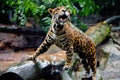 Healthy young jaguar in captivity Royalty Free Stock Photo