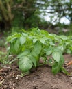 Healthy young potato plant