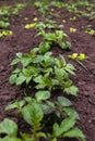 Healthy young potato plant in organic garden. Young potato plant growing on the soil. Potato bush in the garden Royalty Free Stock Photo