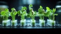 Healthy young seedlings in controlled environment