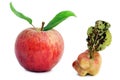 Healthy young and sick rotten apples Royalty Free Stock Photo