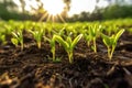 Healthy Young Sprouts Thriving In The Open Field Environment. Generative AI