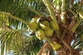 Healty Coconuts on the Tree Royalty Free Stock Photo