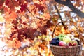 Healty organic seasonal fruits - autumnal fruits