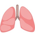 Healty and pink lungs