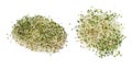 Heap of alfalfa sprouts on white background