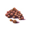 The heap of allspice isolated on white background. Watercolor illustration