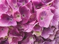 Heap of beautiful fresh purple hydrangea flowers in full bloom Royalty Free Stock Photo