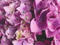 Heap of beautiful fresh purple hydrangea flowers in full bloom. Royalty Free Stock Photo