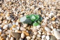 Heap of beautiful pieces of green sea glass among pebbles on beach.