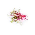 Heap of beet micro greens on white background. Healthy eating concept of fresh garden produce organically grown as a Royalty Free Stock Photo