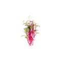 Heap of beet micro greens on white background. Healthy eating concept of fresh garden produce organically grown as a Royalty Free Stock Photo