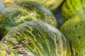 Heap of Big Ripe Organic Green and Yellow Striped Melons at Farmers Market. Vibrant Colors. Summer Harvest. Vitamins Superfoods Royalty Free Stock Photo