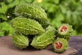 Heap of bitter melon or momordica on wooden table with blurred background Royalty Free Stock Photo