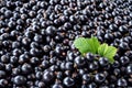 Heap of black currant. Fresh organic berries macro. Fruit background