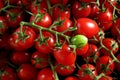 Heap of bright red small cherry tomatoes, one green unripe fruit in middle Royalty Free Stock Photo