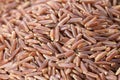 Heap of brown rice or red rice in macro view Royalty Free Stock Photo