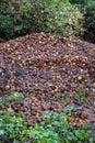 A heap of brown and rooten apples in front of the forest