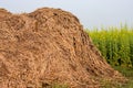 A heap of brown straw stored near the mustard field in the agricultural firm Royalty Free Stock Photo