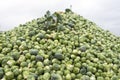 Heap of brussel sprouts fresh from the land Royalty Free Stock Photo