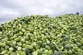 Heap of brussel sprouts fresh from the land Royalty Free Stock Photo