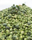 Heap of brussel sprouts fresh from the land Royalty Free Stock Photo