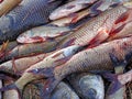 Heap of Carp fishes Royalty Free Stock Photo