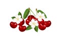 Heap of cherry isolated on white background. Red ripe berry, green leaves and white flowers. Vector illustration of fruits Royalty Free Stock Photo