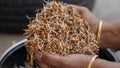 Heap of chickpea sprouts in female hands