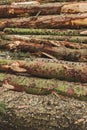 Heap of chopped down trees Royalty Free Stock Photo