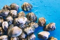 A heap of closed fresh raw clams and a blue wet background