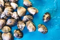 A heap of closed fresh raw clams and a blue wet background