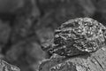 Heap of coal. One rock of coal close up on black coal background. Place for text. Copy space.High quality coal mined in Kuznetzk b