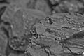 Heap of coal. One rock of coal close up on black coal background. Place for text. Copy space.High quality coal mined in Kuznetzk b