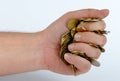 Heap of coins in the hand Royalty Free Stock Photo