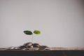 Heap of coins and sprouts on top. Royalty Free Stock Photo